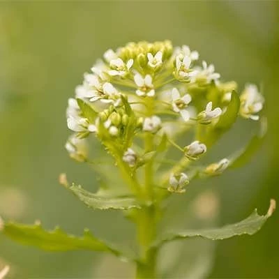 بذر کیسه کشیش (بسته 1 گرمی) کد 938