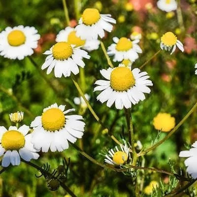 بذر بابونه کامومیل (بسته 1 گرمی) کد 504