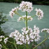 بذر سنبل الطیب (بسته 20 عددی) کد 568