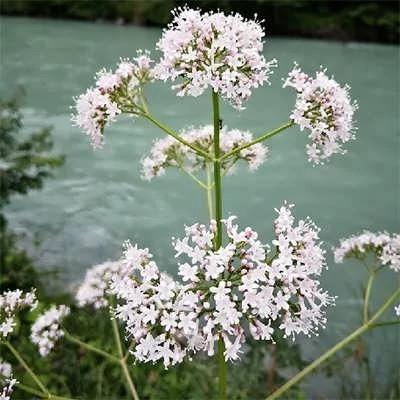 بذر سنبل الطیب (بسته 20 عددی) کد 568