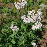 بذر سنبل الطیب (بسته 20 عددی) کد 568