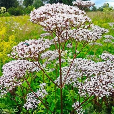 بذر سنبل الطیب (بسته 20 عددی) کد 568