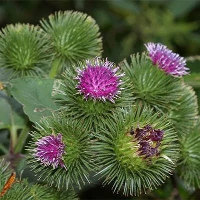 بذر بابا آدم (بسته 20 عددی) کد 502
