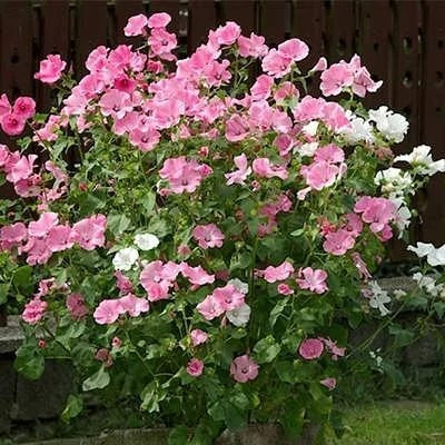 بذر گل لاواترا (بسته 50 عددی) کد 1316